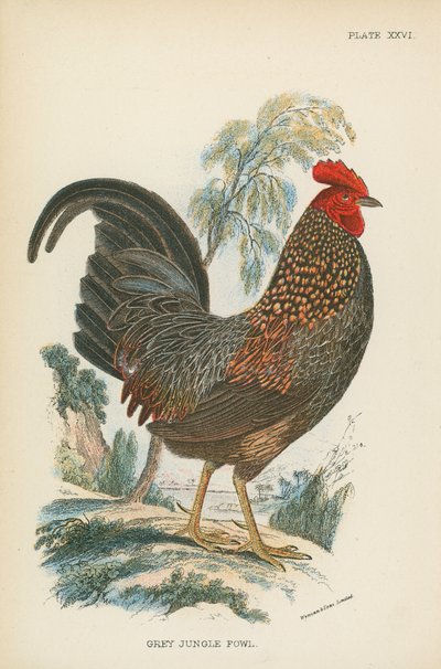 Grey Jungle Fowl by English School